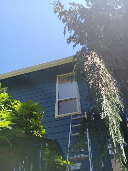 Single-hung window on a blue house with a ladder still in place